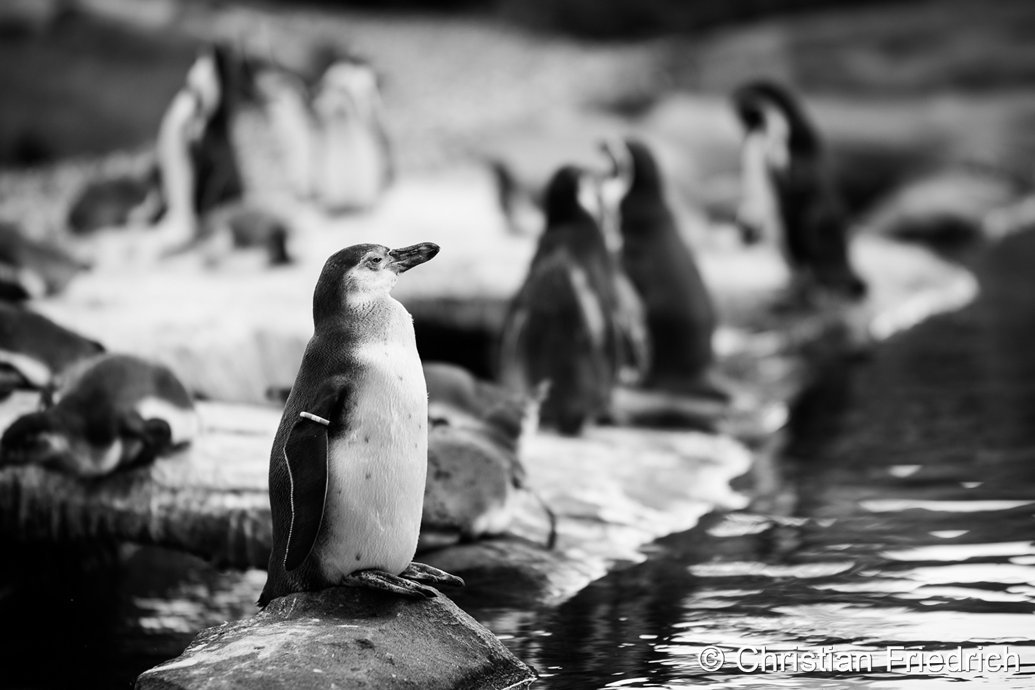 Pinguine von Christian Friedrich