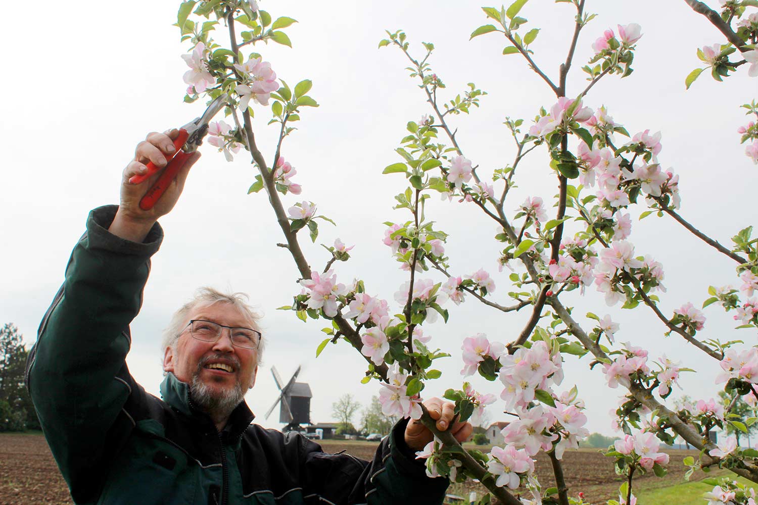 Hans-Georg Kosel, Obstbaumschnitt