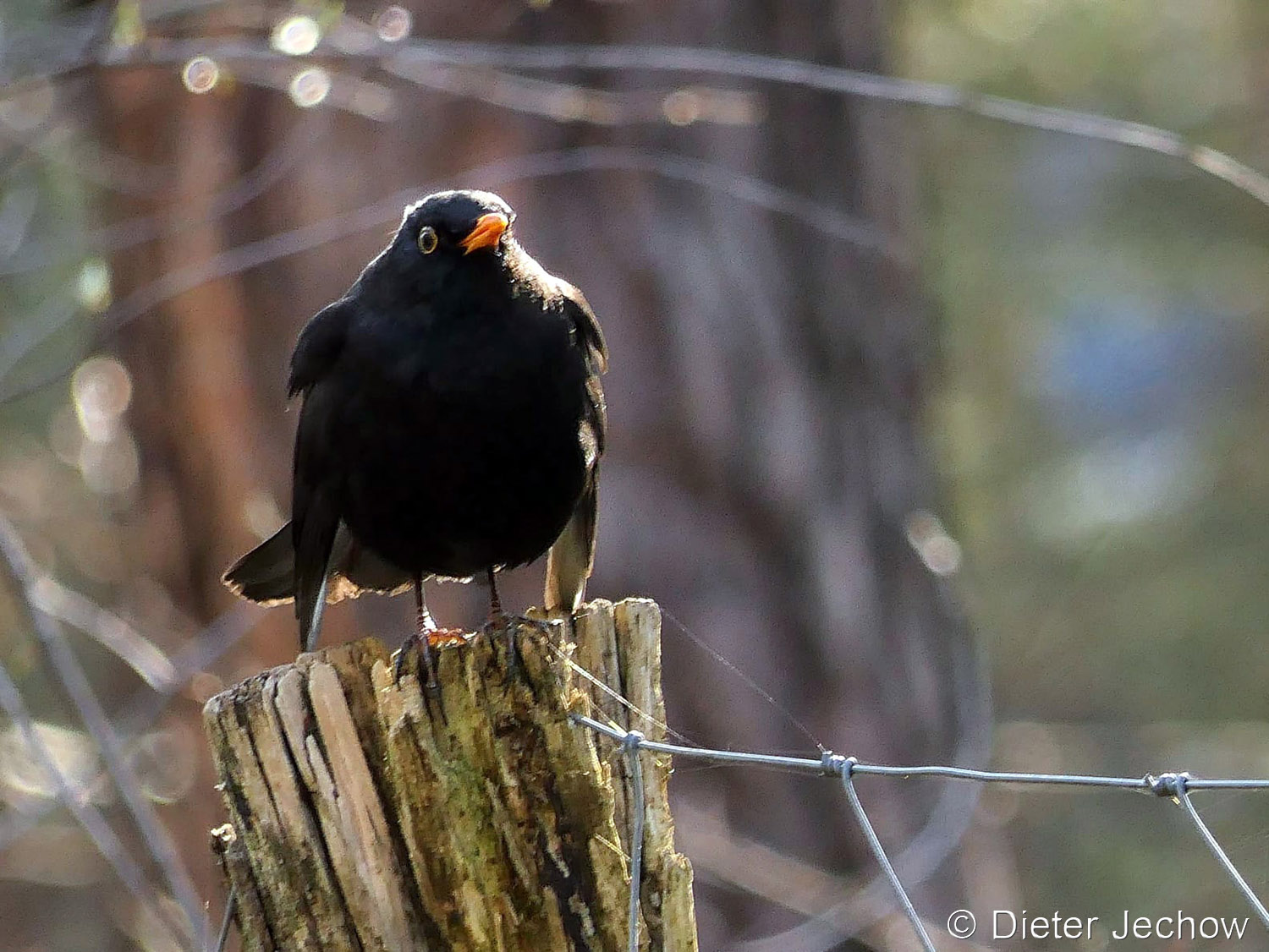 Amsel