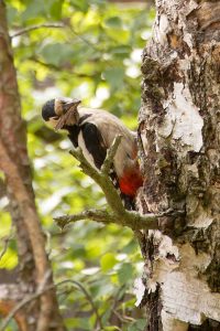 Buntspecht mit Futter