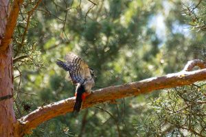 Fliegender Buntspecht