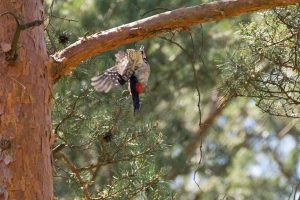 Fliegender Buntspecht
