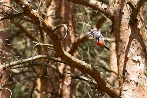 Fliegender Buntspecht