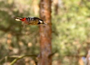 Fliegender Buntspecht