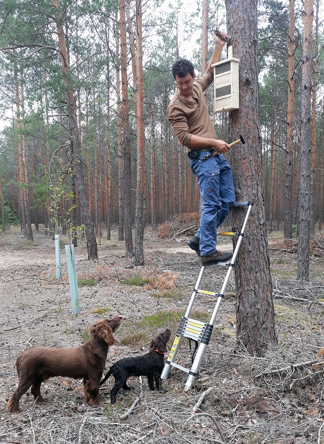 Bienenhotel im Tempelwald