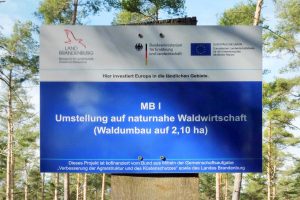 Waldumbau, Borkheide, Setzlinge, Traubeneiche