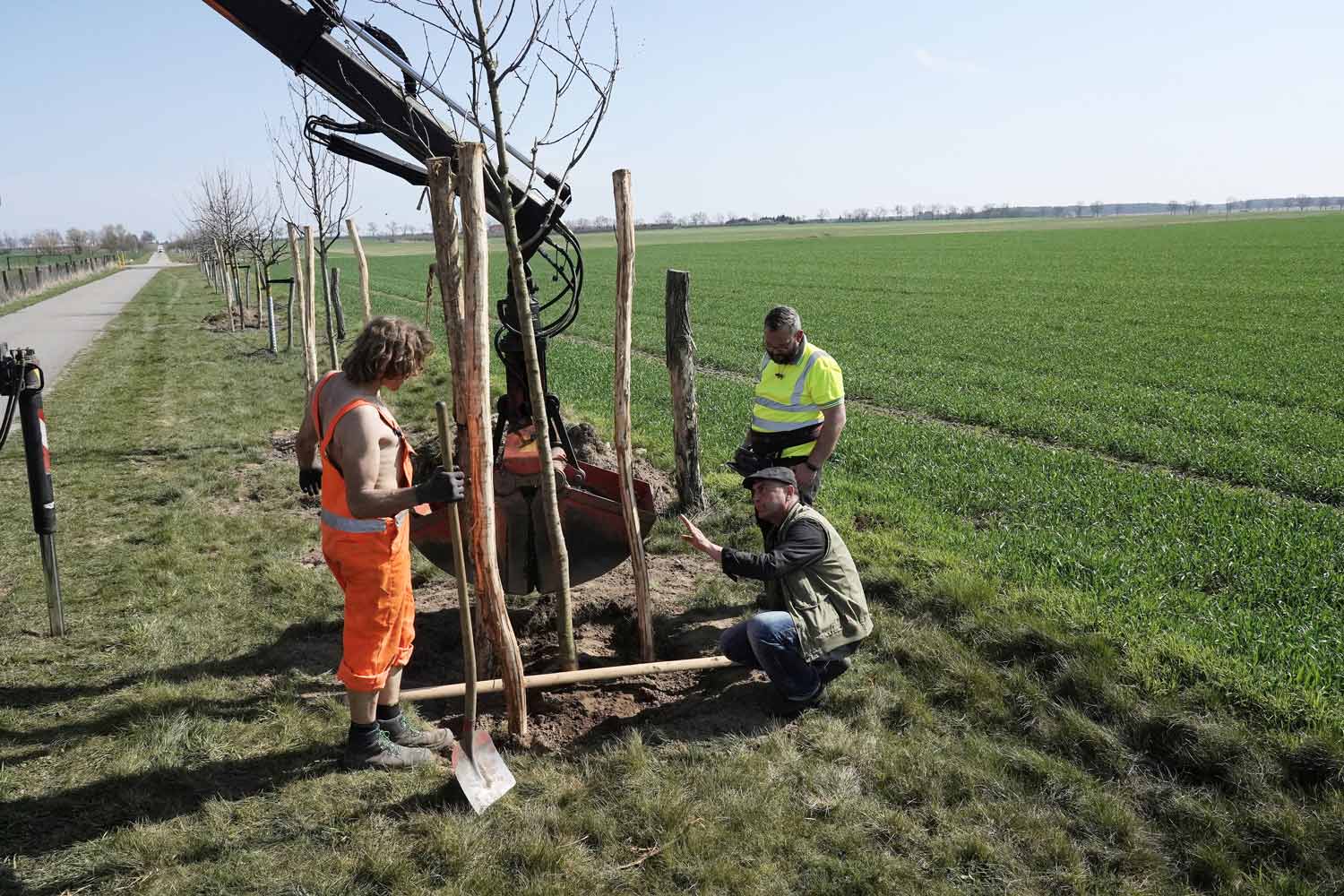 Vogelkirsche, Obstpanoramaweg