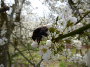 Biene in den Kirschblüten (c) Eca Loth