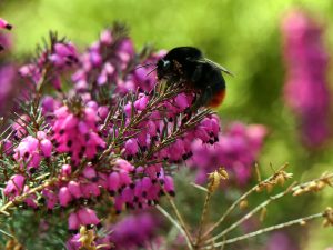 Hummeln sind auch nützliche Bestäuber (c) Dieter Jechow