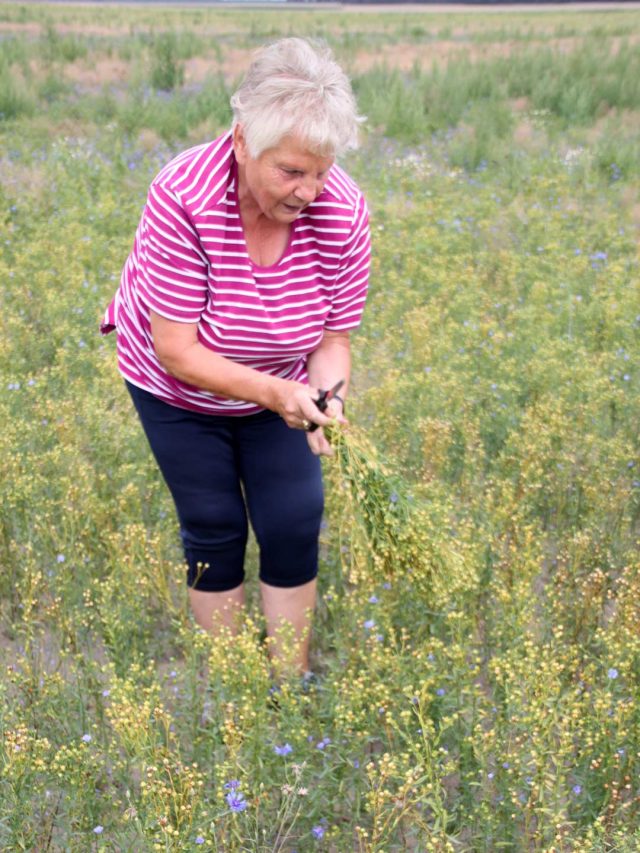 Landfrauen aus Potsdam-Mittelmark beim Leinenschnitt