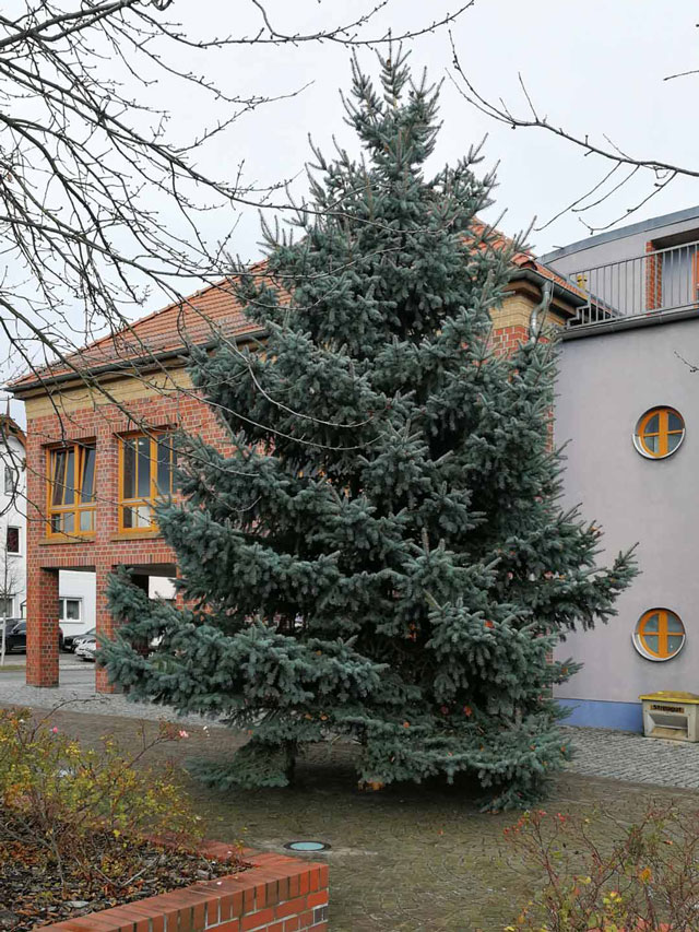 Brück: Weihnachtsbaum 2021 kommt aus Cammer