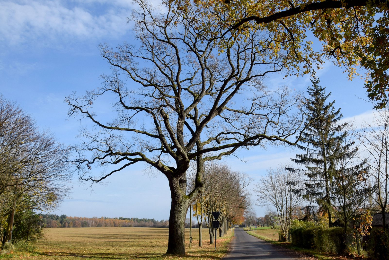 Schmerwitz, Blende 8