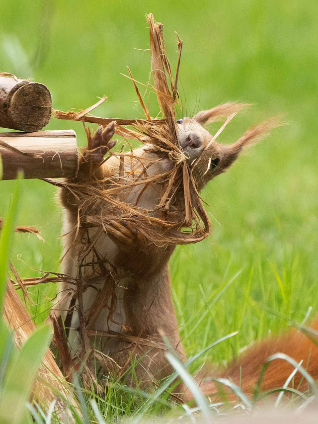 Hörnchen-Geschichten: Ein Dieb im Garten